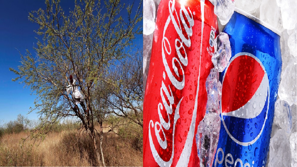 সুদানে গৃহযুদ্ধে মিলছে না বাবলা গাছের আঠা, সঙ্কটে কোকাকোলা-পেপসির মতো কোম্পানি