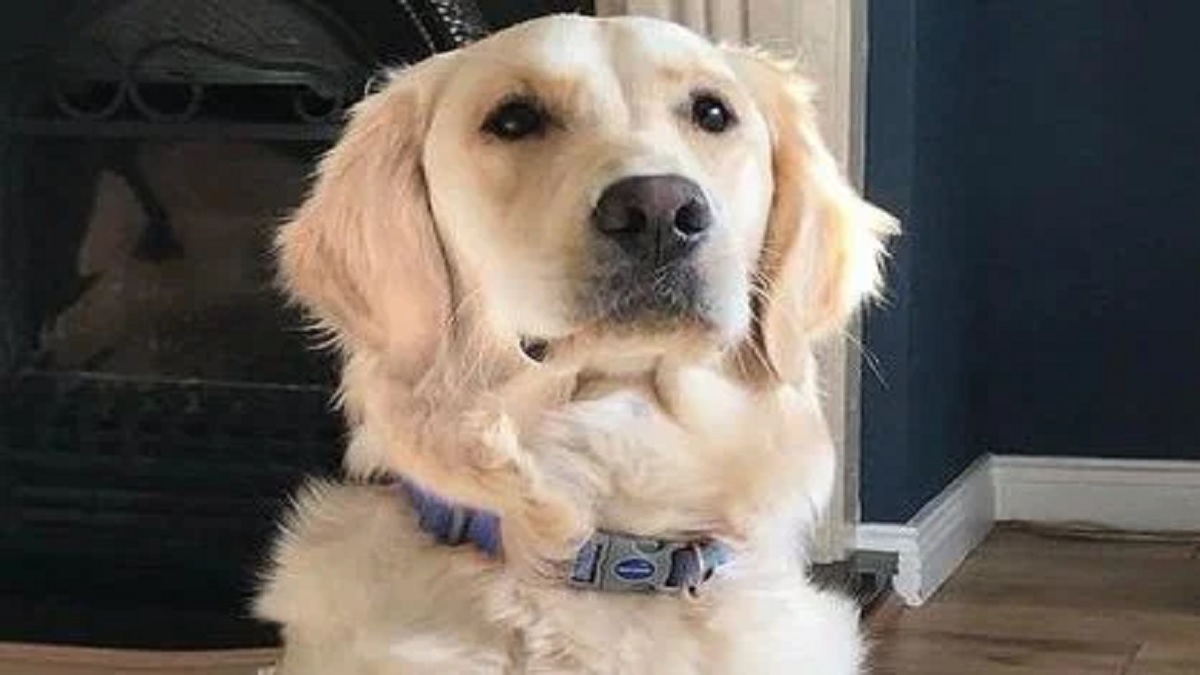 নতুন মালিকের থেকে পালিয়ে ৪০ মাইল দূরের পুরনো ঘরে ফিরলো কুকুর