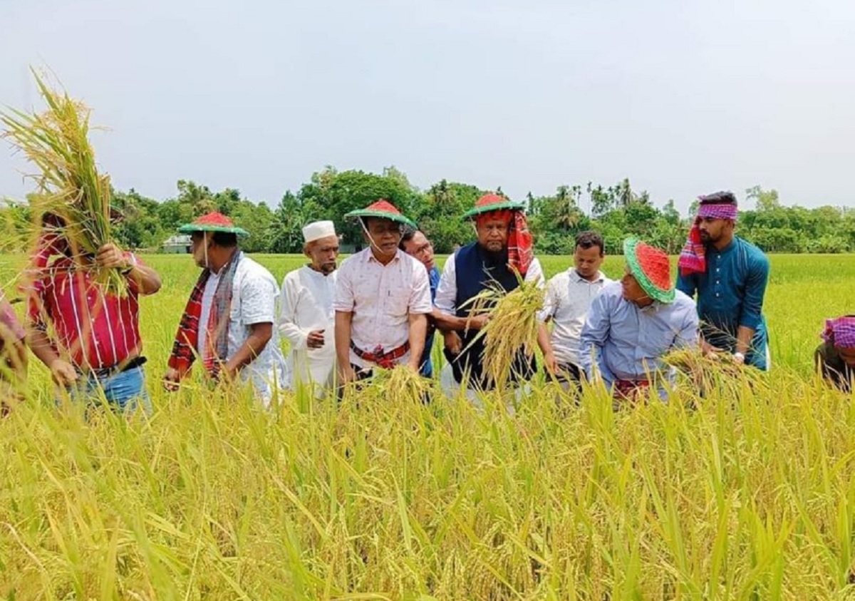 জামালপুরে দরিদ্র কৃষকের ধান কেটে দিলেন এমপি মোজাফফর হোসেন