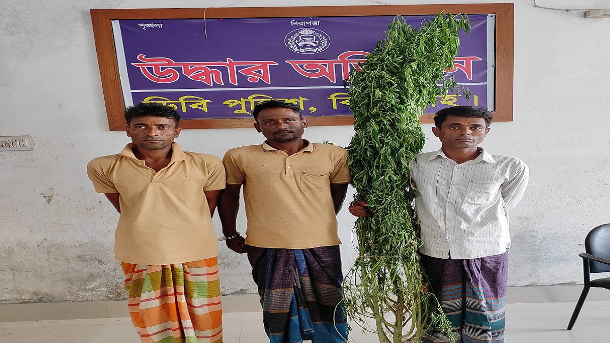 শৈলকুপায় গাঁজার গাছসহ ৩ জন গ্রেফতার