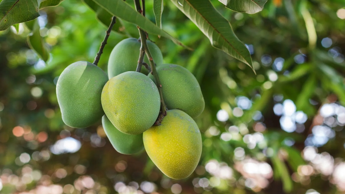 রাজশাহীতে আজ থেকে শুরু হলো আম সংগ্রহ