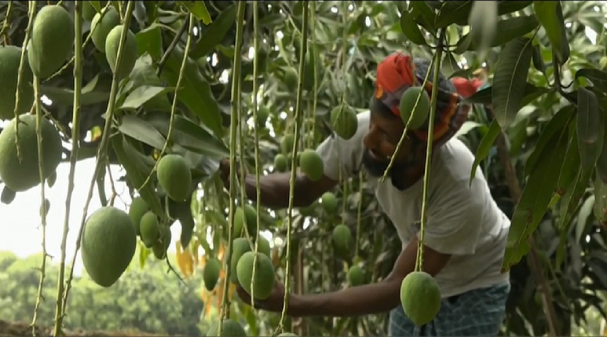 দীর্ঘ খরায় ঝরে পড়ছে আম, নওগাঁয় বিপাকে বাগানীরা