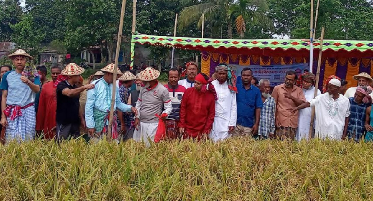 হাওড়ে কৃষকের ধান কাটলেন কেন্দ্রীয় কৃষক লীগের নেতারা