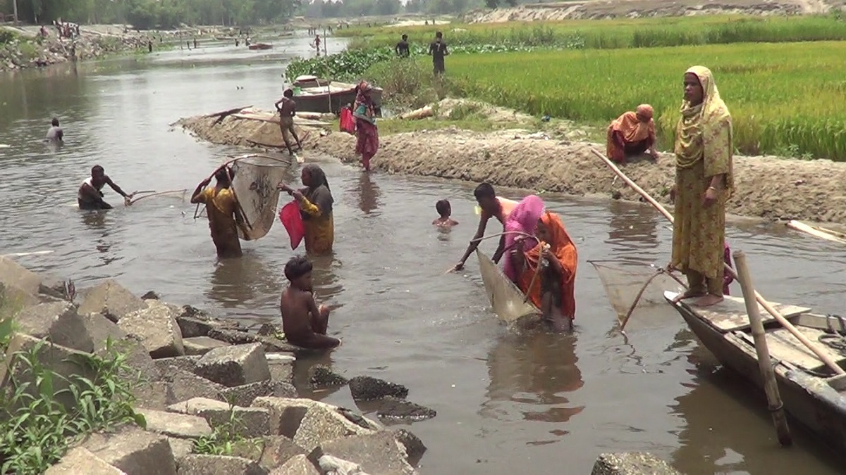 পঞ্চগড়ের করতোয়ায় আকস্মিক মরছে মাছ, ধরতে মানুষের ঢল