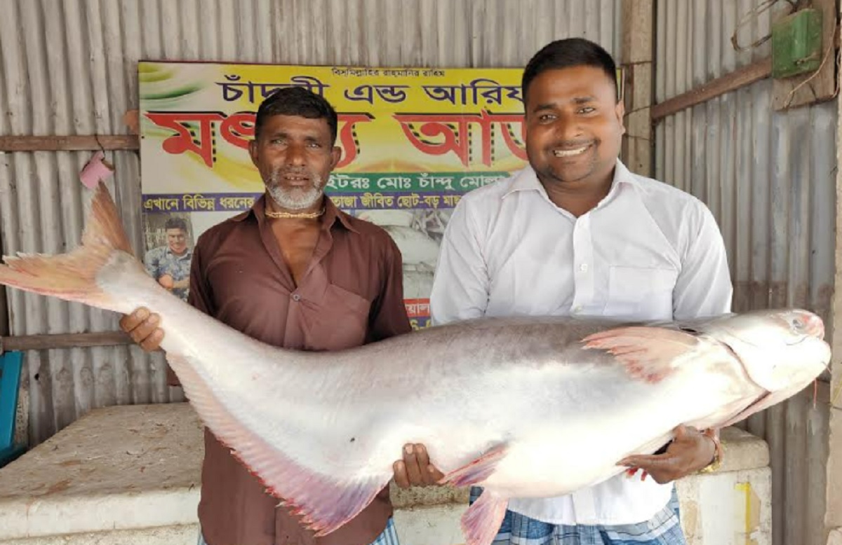 এক পাঙাশের দাম ৩২ হাজার টাকা