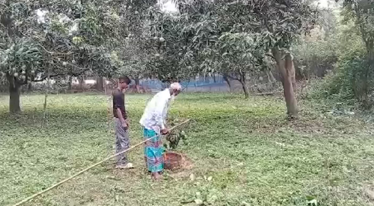 সাতক্ষীরায় আম সংগ্রহ শুরু