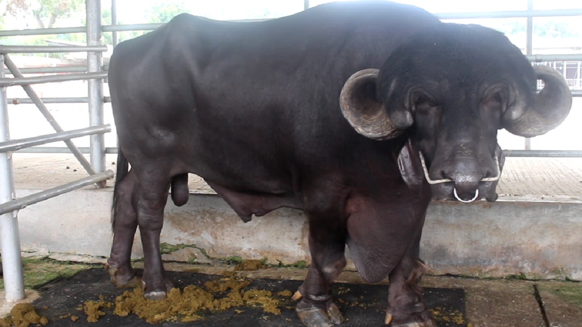 এক মহিষের ওজন ৩৭ মণ, দাম হাঁকানো হচ্ছে ২৫ লাখ