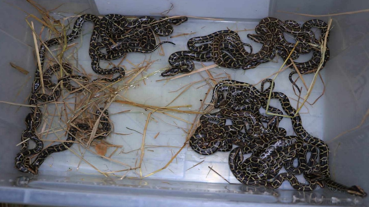 চট্টগ্রাম চিড়িয়াখানার ইনকিউবেটরে জন্মালো ১৬টি অজগরের বাচ্চা