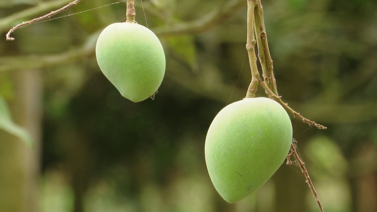 বাংলাদেশ থেকে আম নিতে আগ্রহী চীন