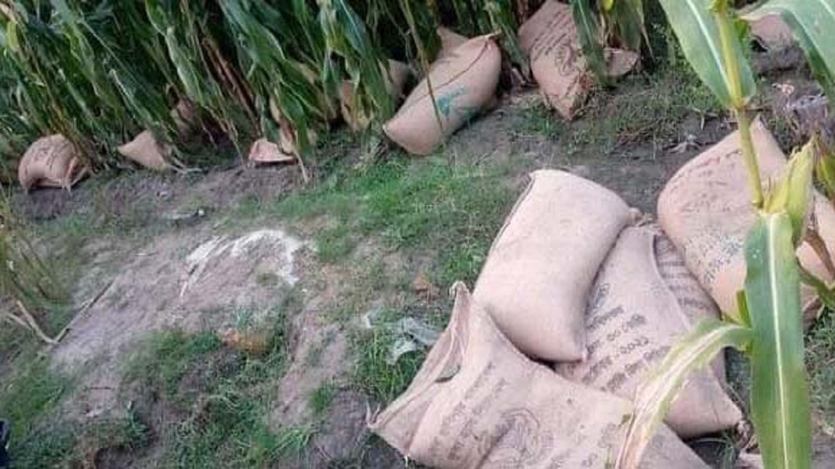 রংপুরে ভুট্টা ক্ষেতে মিললো ভিজিডির ৬০ বস্তা চাল, হরিলুট করলেন স্থানীয়রা