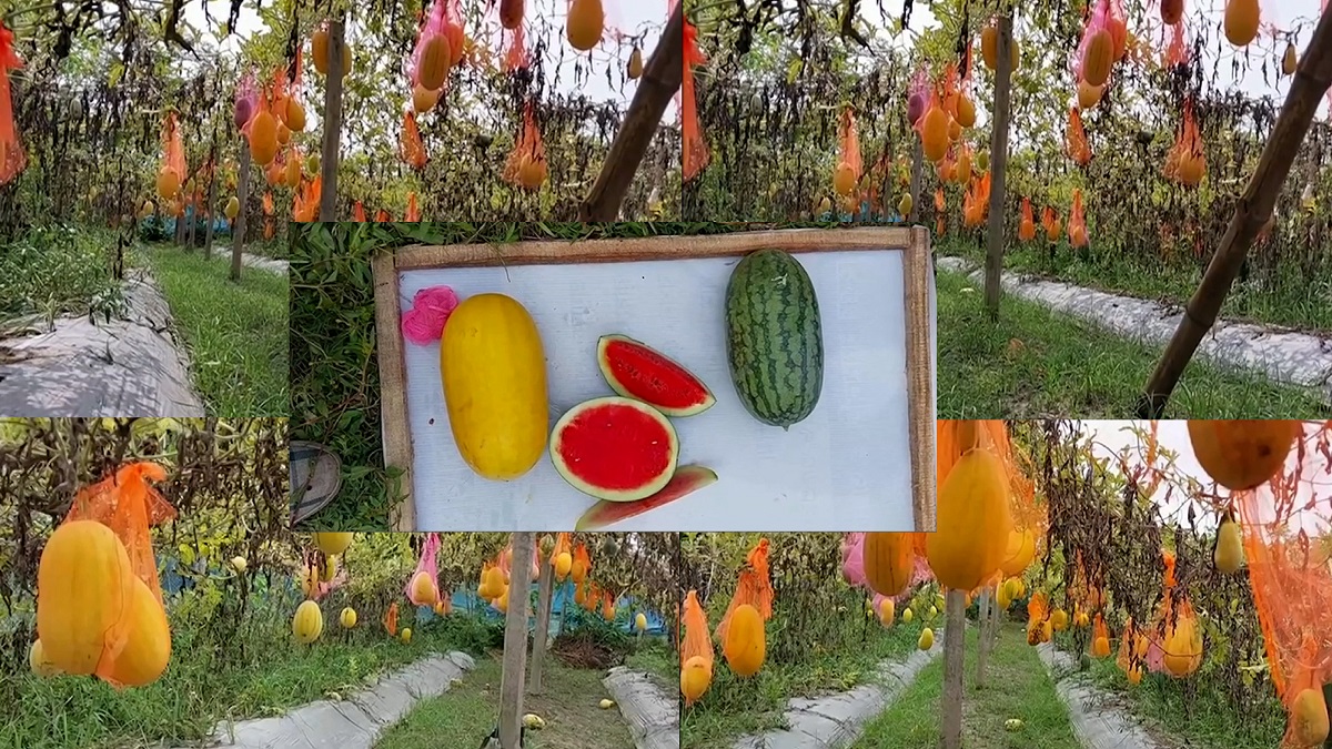 চার রঙের বাহারি তরমুজ সাড়া ফেলেছে কিশোরগঞ্জে