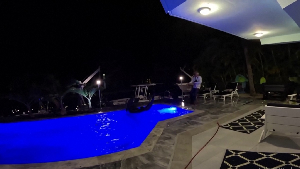 বাড়ির সুইমিং পুলে কুমির!