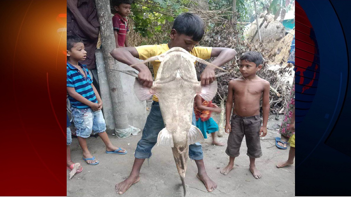 মহানন্দায় শ্রমিকদের জালে ধরা পড়ল ১৪ কেজির বাঘাইড় মাছ