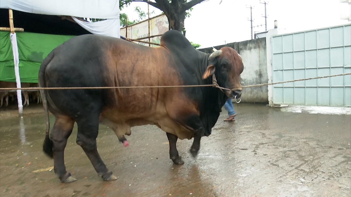 চট্টগ্রামে খামারে নজর কাড়ছে বাহারি নামের গরু, দাম আকাশচুম্বী