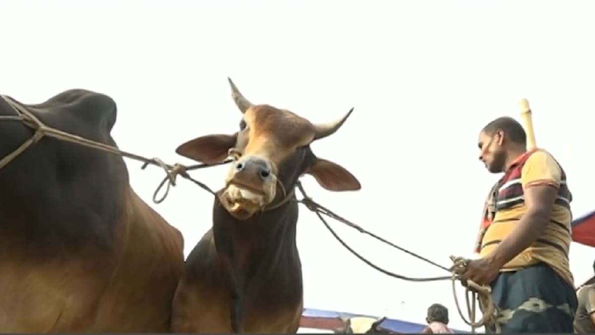 কোরবানি উপলক্ষ্যে আরও জমে উঠেছে পশুর হাট