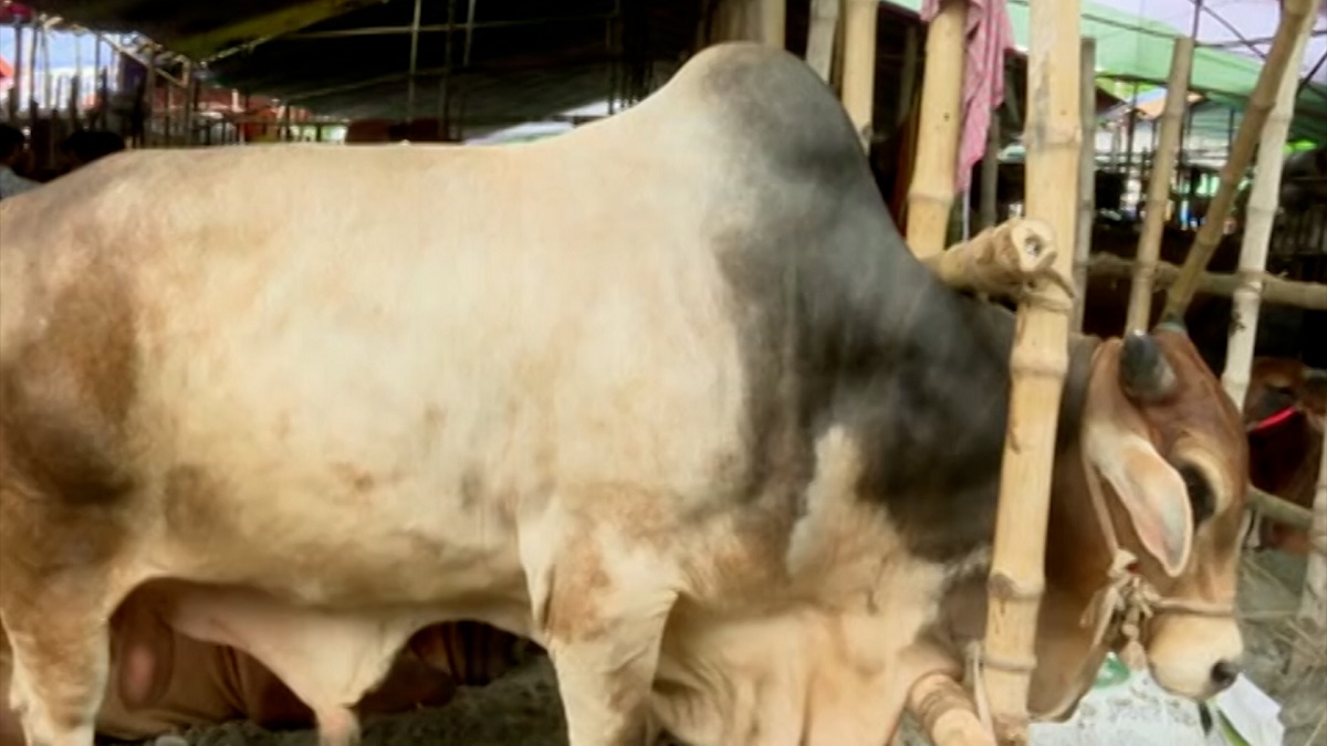 বেচাকেনা এখনও জমেনি রাজধানীর কোরবানির পশুর হাটে