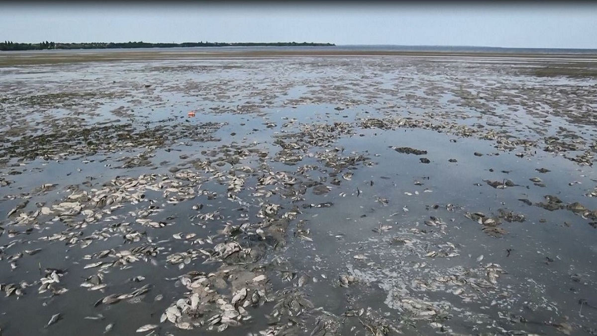 ইউক্রেনের দক্ষিণে বাঁধ ধ্বংসে ঝাঁকে ঝাঁকে মৃত মাছ ভেসে উঠছে