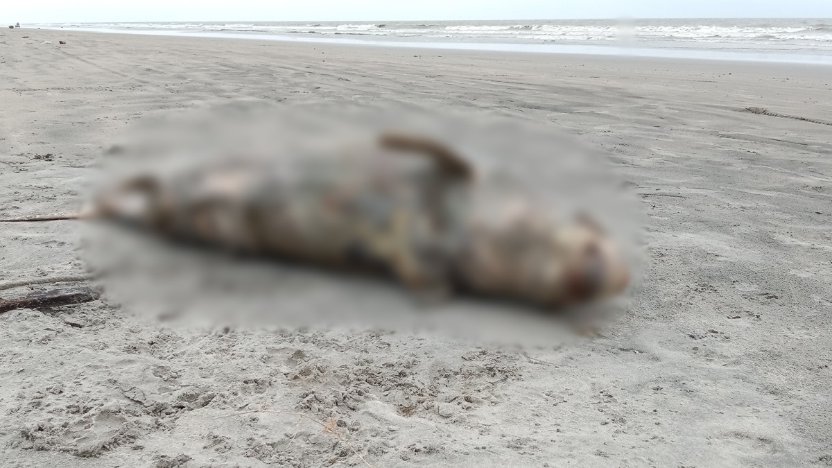 কুয়াকাটা সৈকতে আবারও ভেসে এলো মৃত ডলফিন