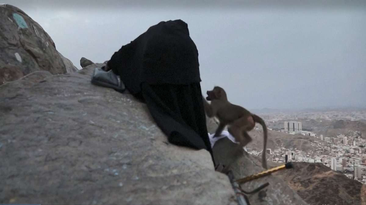 মক্কায় দুষ্টু বানরের হানা, হজযাত্রীর কাপড় নিয়ে দৌড়