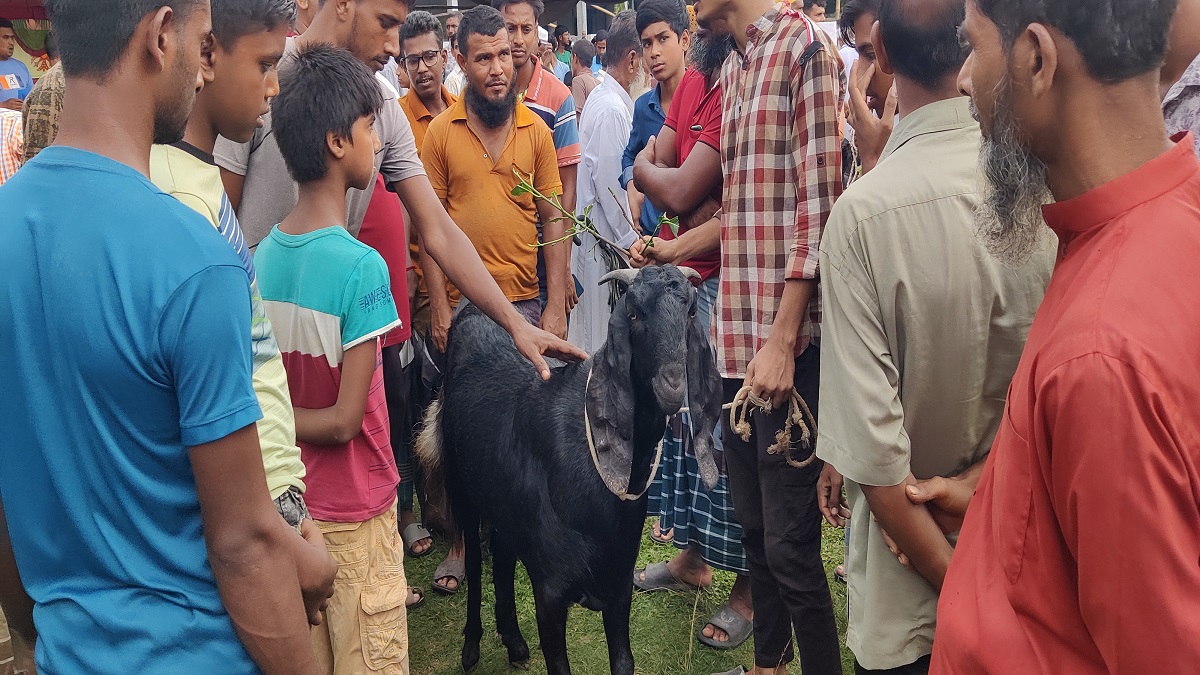 জয়পুরহাটে ৮২ কেজি ওজনের খাসির দাম ৮০ হাজার!