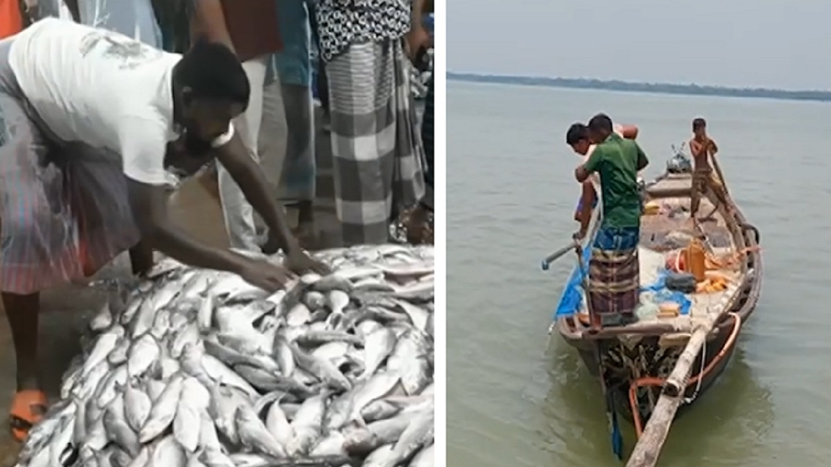 মেঘনায় কমছে ইলিশ, হতাশ জেলেরা