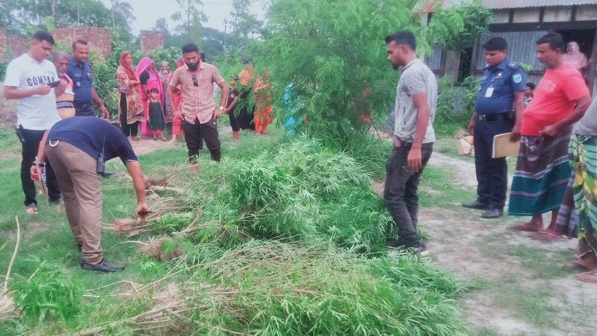 বাড়ির পাশে গাঁজার চাষ, মুন্সিগঞ্জে সাবেক ইউপি সদস্যের স্ত্রীসহ আটক ২
