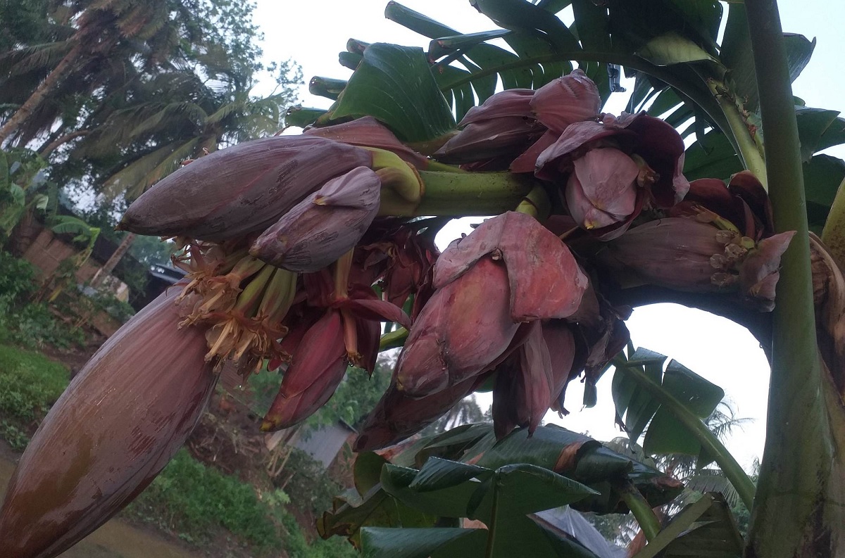 নাটোরে এক কলাগাছে ১৬টি মোচা!