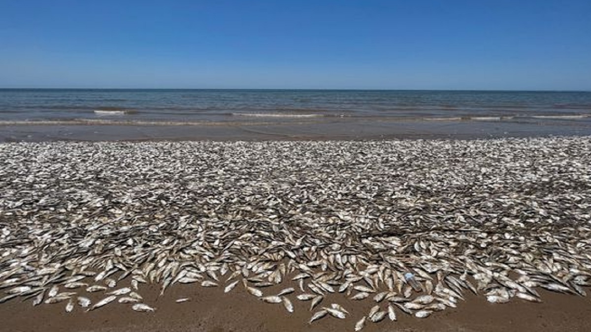 টেক্সাসের উপকূলে ভেসে উঠেছে কয়েক হাজার মৃত মাছ