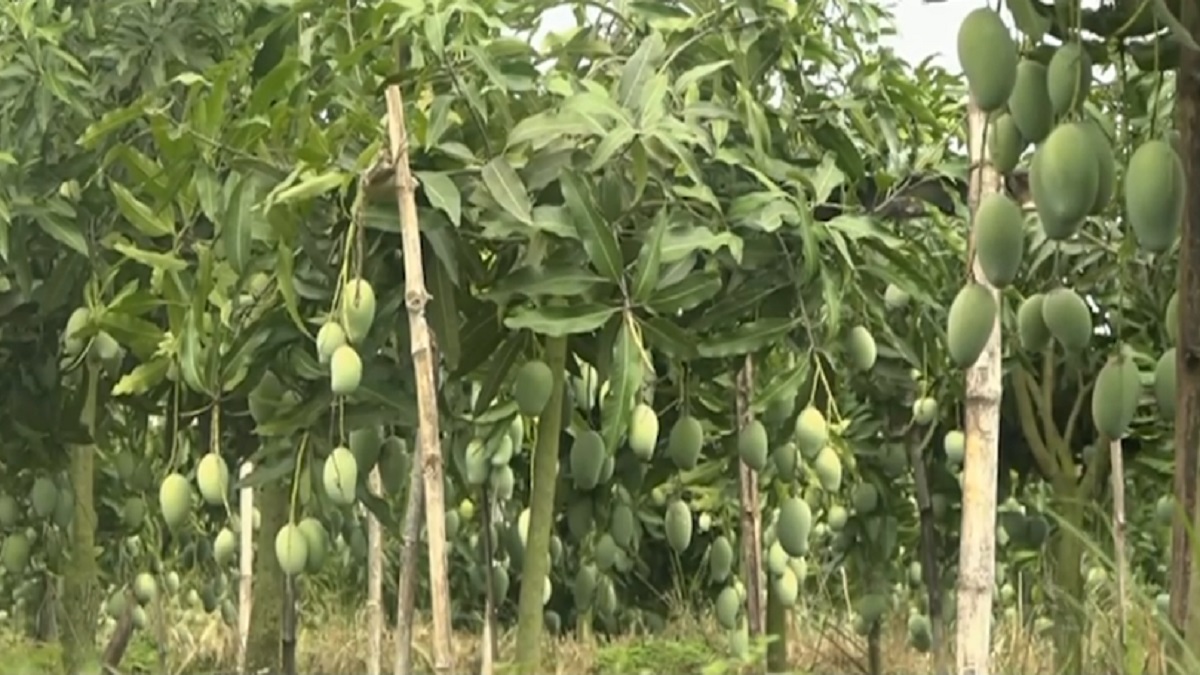 নওগাঁয় আমের ভালো ফলন হলেও কাঙ্ক্ষিত দাম পাচ্ছেন না চাষিরা