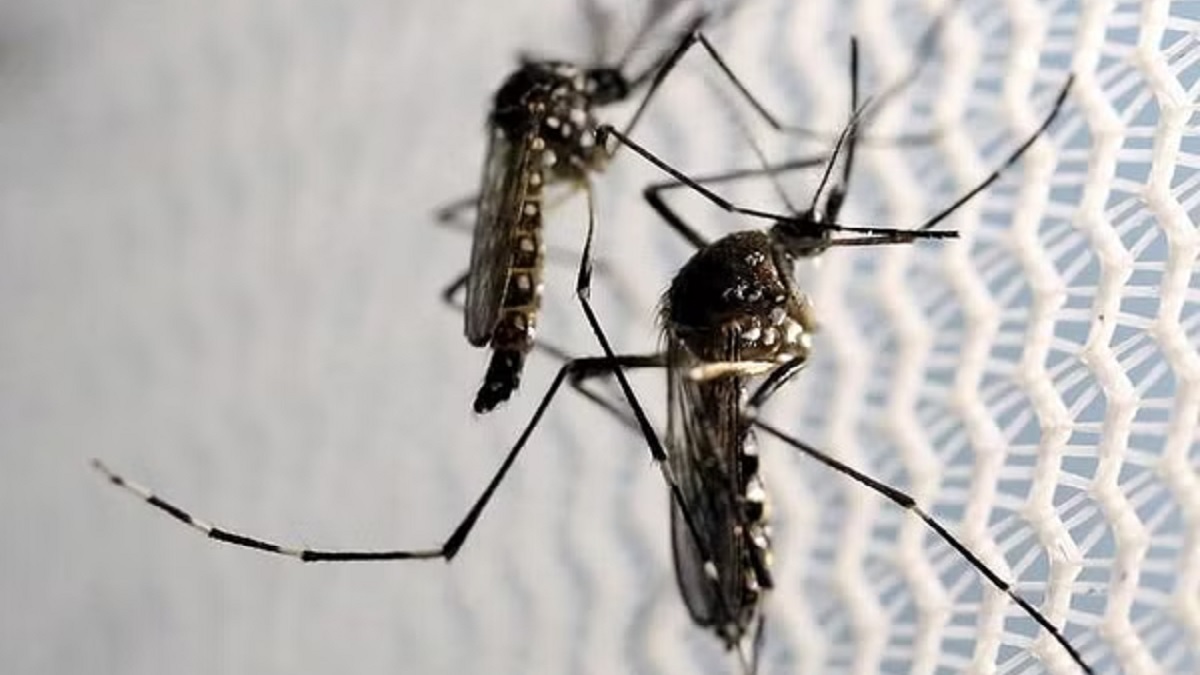 ‘বাসা-বাড়ির চেয়ে সরকারি অফিস ও স্কুল-কলেজে লার্ভা বেশি’