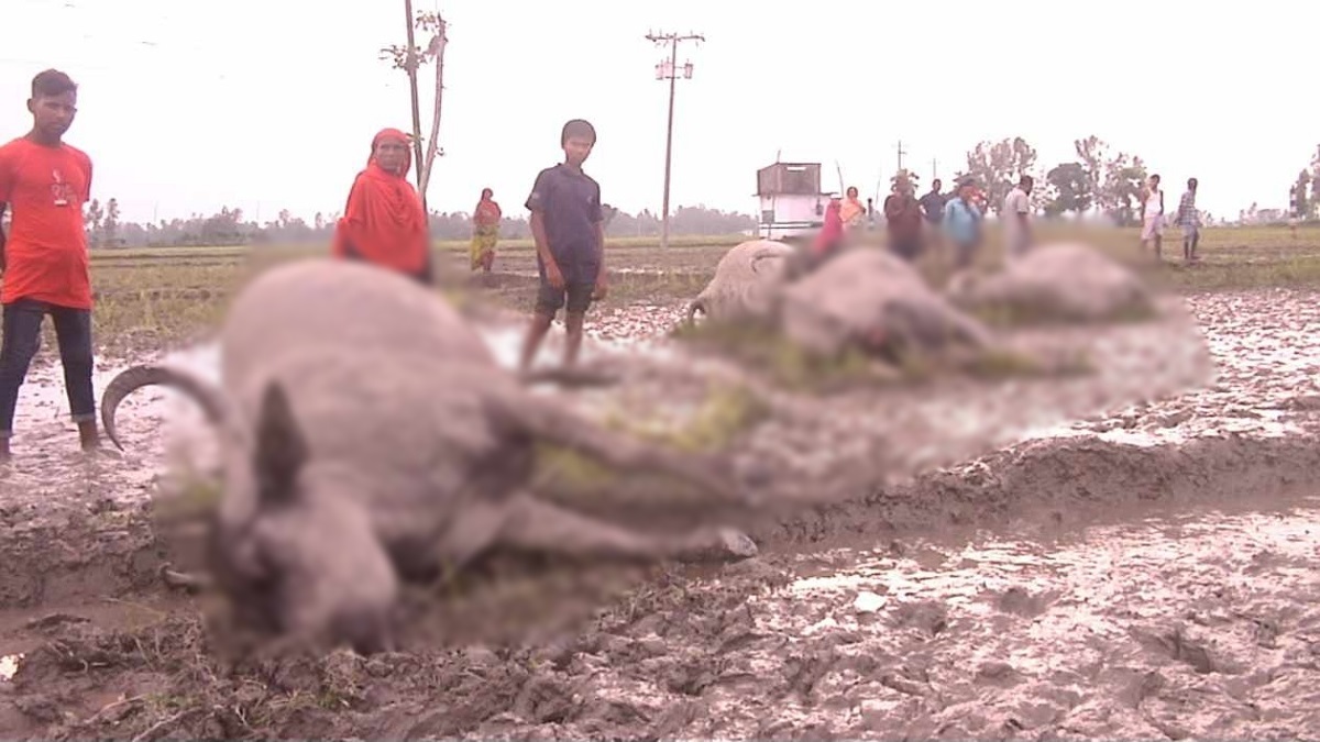 বগুড়ায় বিদ্যুতের তারে জড়িয়ে ৬ মহিষসহ মালিকের মৃত্যু