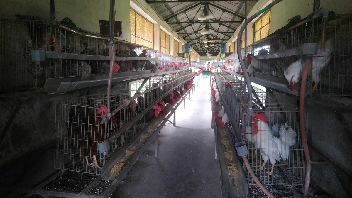 সাভারে গবেষণার জন্য রাখা ৩৮টি মোরগ চুরি, চলছে তদন্ত