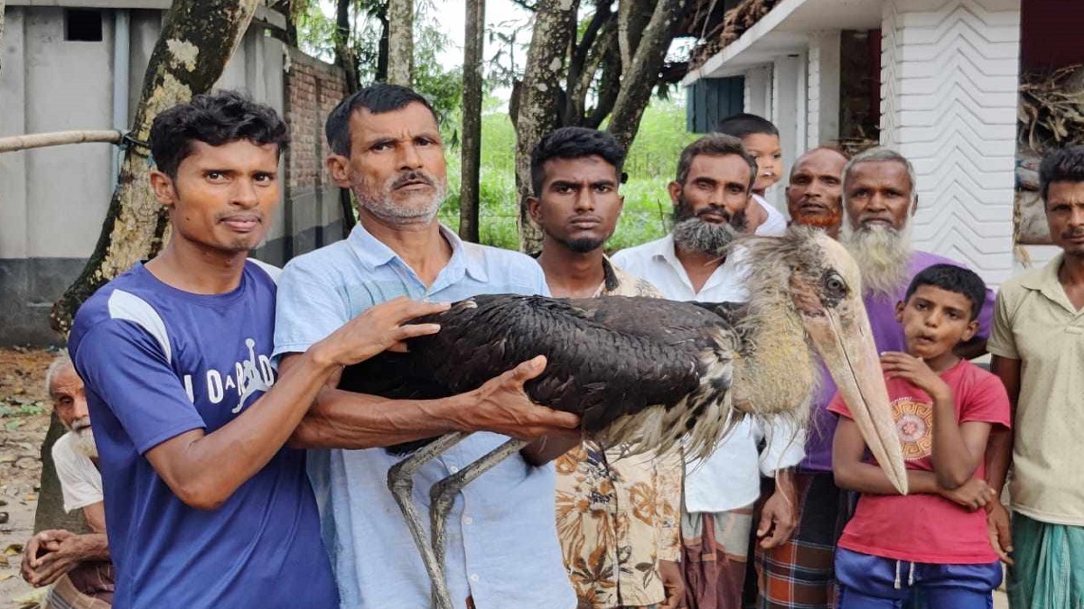 জয়পুরহাটে বিরল প্রজাতির মদনটাক পাখি উদ্ধার