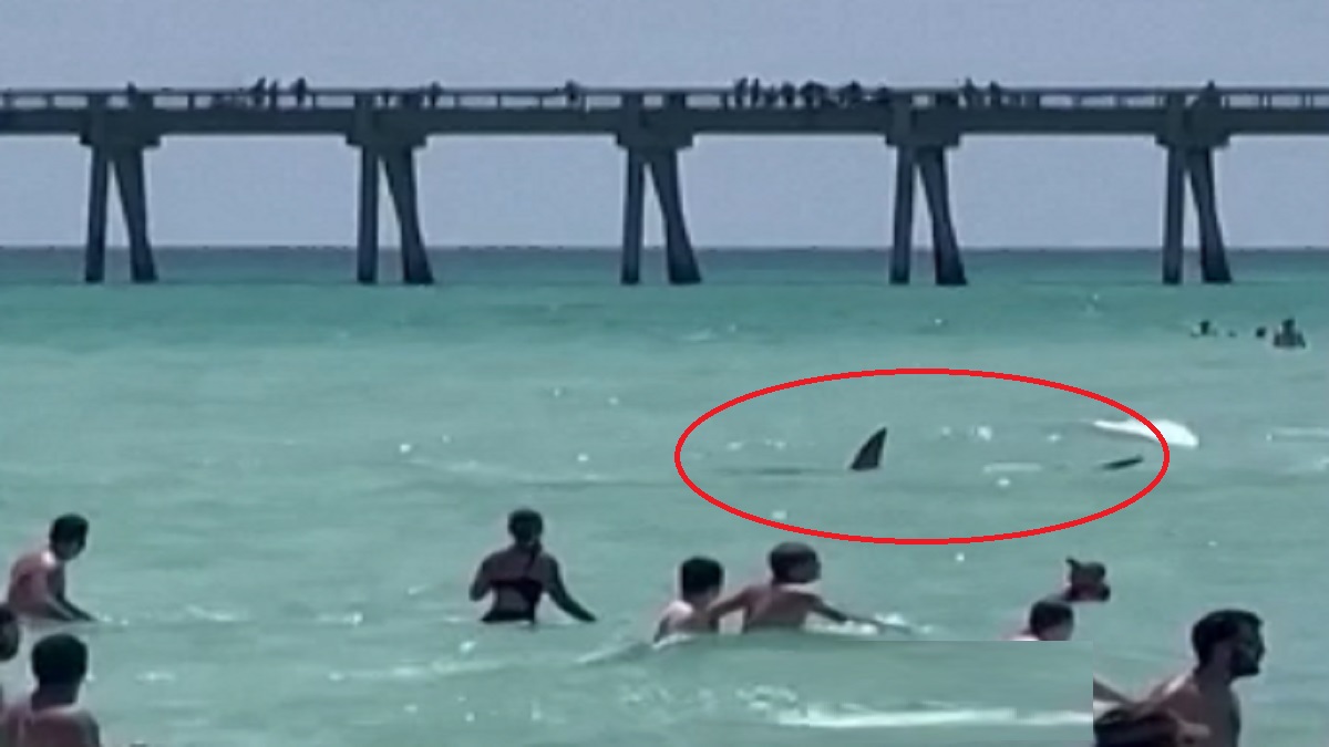 ফ্লোরিডার পর্যটকভর্তি বিচে ভীতি ছড়ালো হাঙ্গর