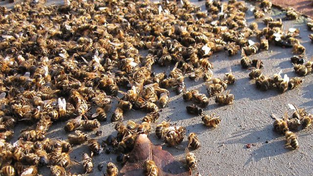 ব্রাজিলে বিষক্রিয়ায় কয়েক কোটি মৌমাছির মৃত্যু, মাথায় হাত মৌয়ালদের