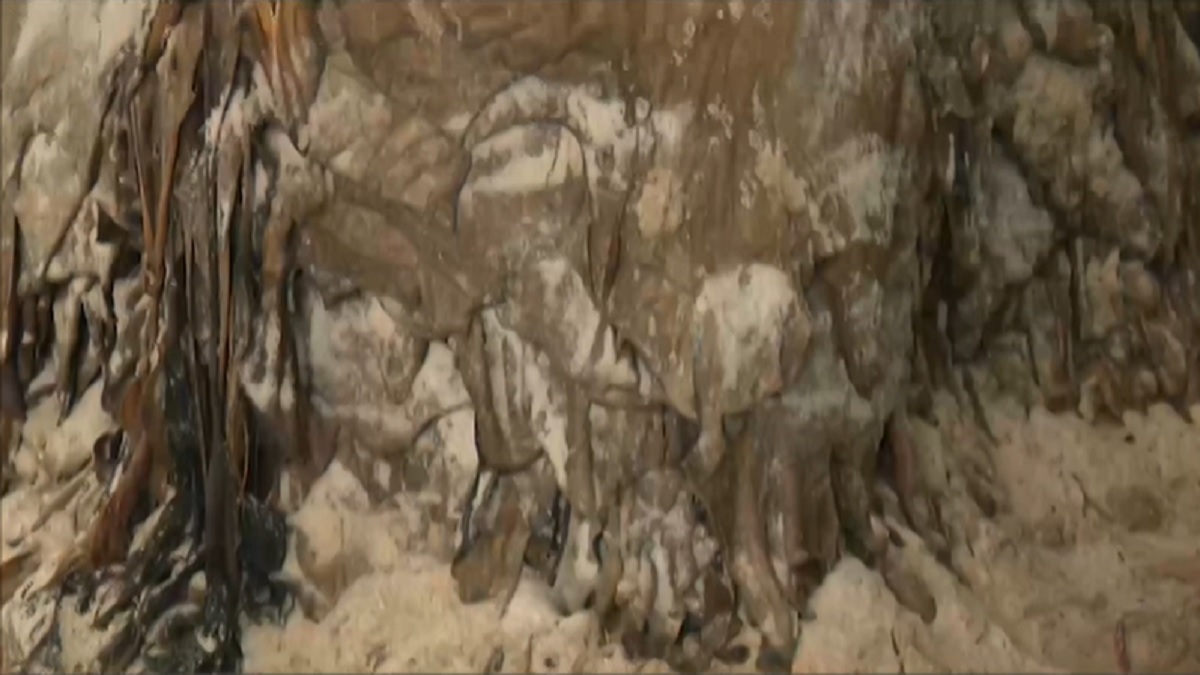 চট্টগ্রামে পূরণ হয়নি চামড়া সংগ্রহের লক্ষ্যমাত্রা, লোকসানের শঙ্কা