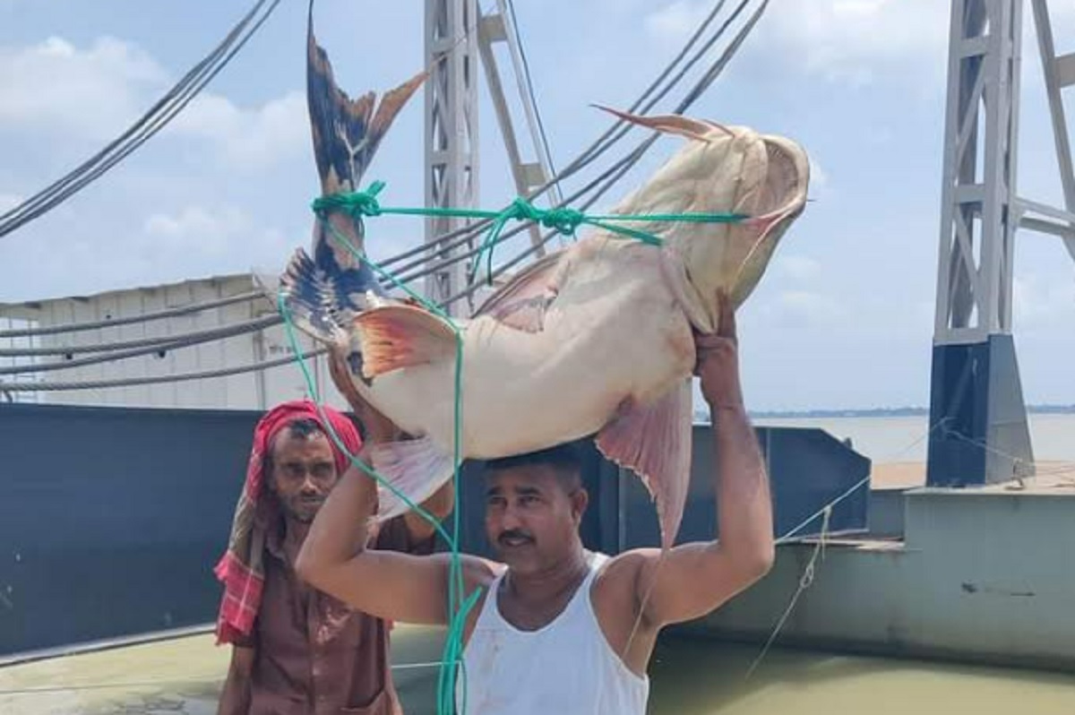 পদ্মার ৩৬ কেজির বাঘাইড় সাড়ে ৪৭ হাজারে বিক্রি