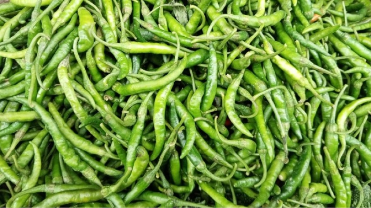 বাজারে কমতে শুরু করেছে কাঁচা মরিচের দাম