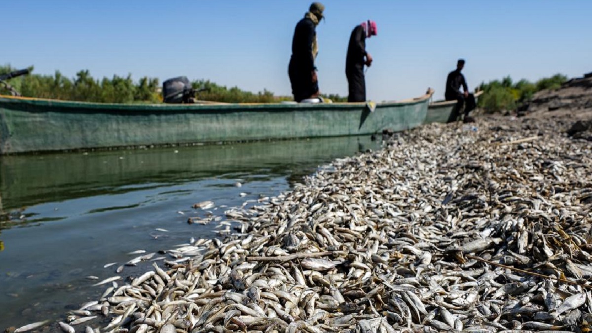 ইরাকের নদীতে ভেসে আসছে হাজার হাজার মৃত মাছ