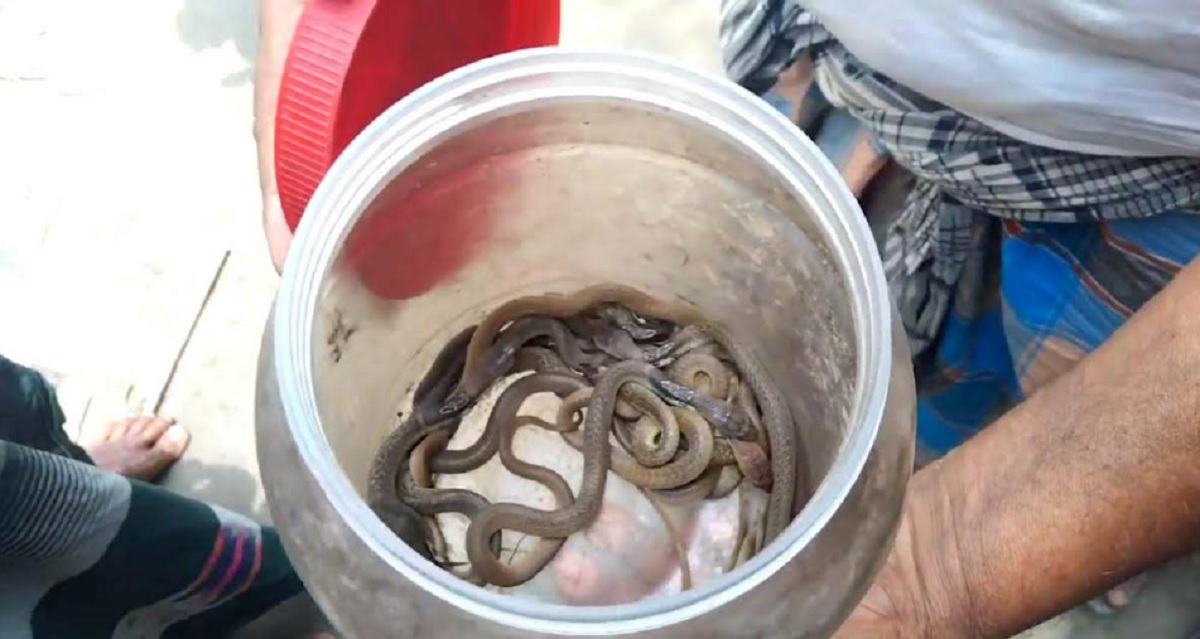 শোবার ঘরে মিললো গোখরা সাপের ২০টি বাচ্চা