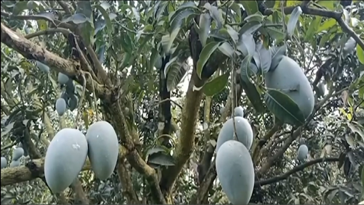 ল্যাংড়া ও আশ্বিনা আম পেলো জিআই স্বীকৃতি