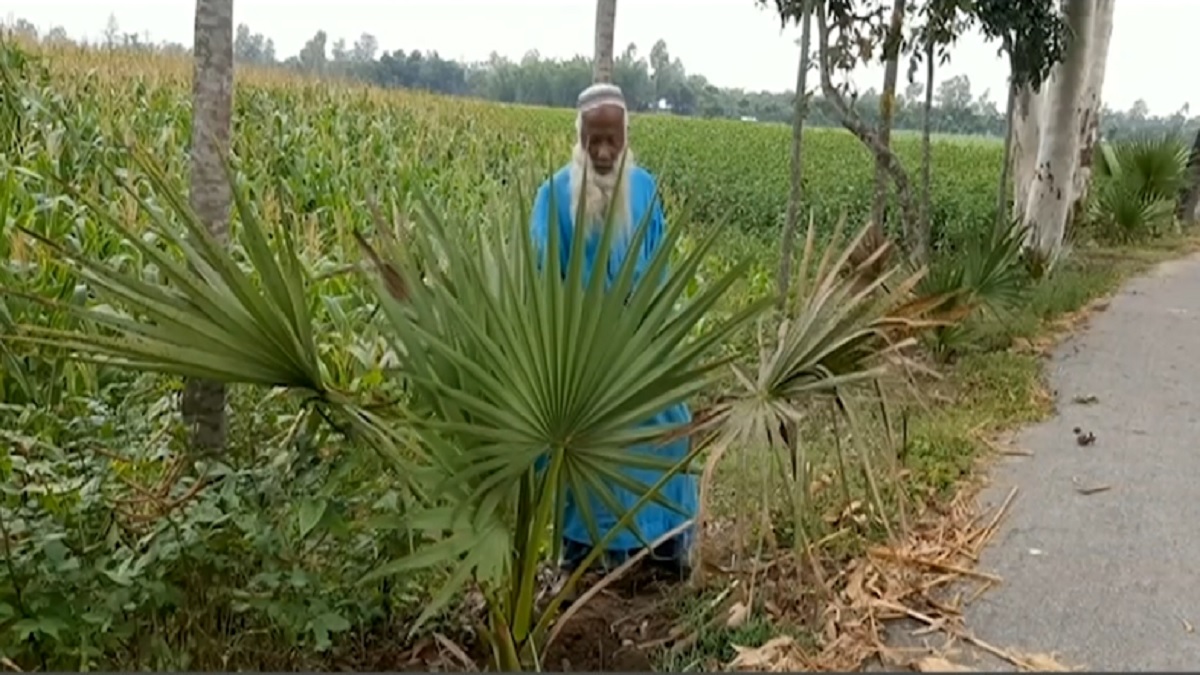 ঠাকুরগাঁওয়ের ‘তালগাছ পাগল ডাক্তার’, ১০ বছরে রোপণ করেছেন ৫২ হাজার চারা