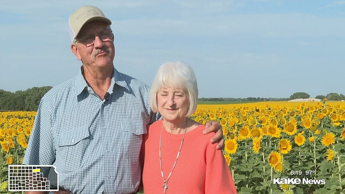 বিবাহবার্ষিকীতে স্ত্রীকে চমক দিতে ৮০ একর জমিতে সূর্যমুখী ফুলের চারা রোপন করলেন কৃষক (ভিডিও)