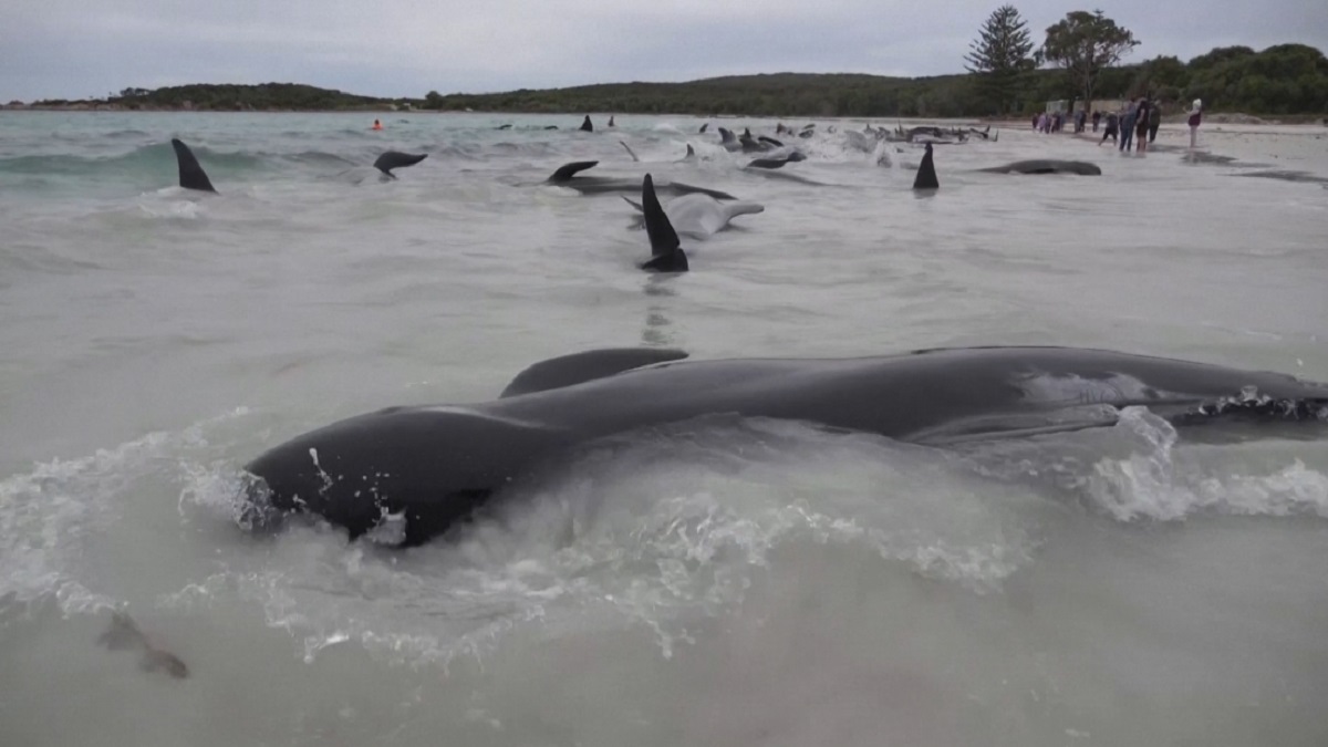 সৈকতে রহস্যজনকভাবে ঝাঁকে ঝাঁকে তিমি উঠে আসা ও মৃত্যু নিয়ে অস্ট্রেলিয়ায় তোলপাড়