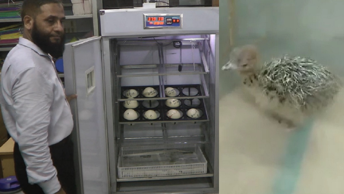 ইনকিউবেটরে উটপাখির ডিম থেকে বাচ্চা ফোটাতে সফল হলেন হাবিপ্রবির গবেষকরা