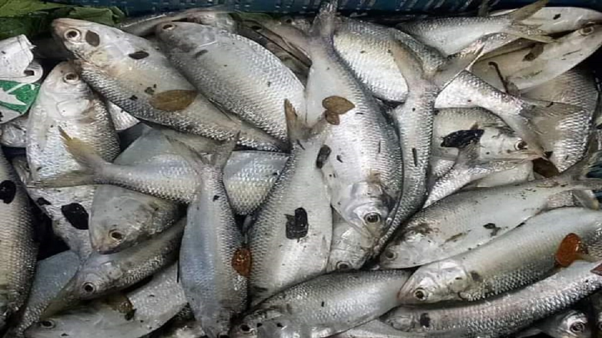 বরগুনায় পুকুরে মিললো ৯৫টি ইলিশ