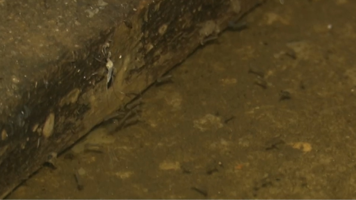 মহামারির দিকে এগোচ্ছে ডেঙ্গুজ্বর, মশক নিধন অভিযানের বাইরে ডিএসসিসির একাধিক এলাকা