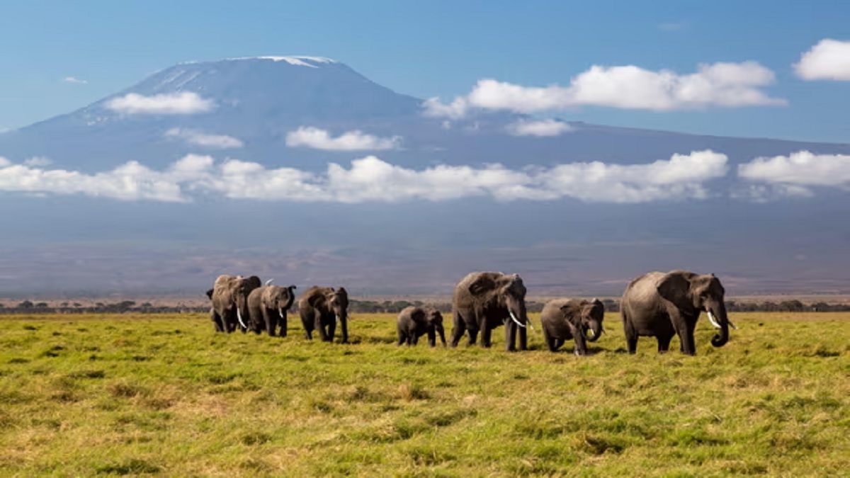 কেনিয়ায় বন্যপ্রাণী আইন লঙ্ঘন; মুখোমুখি হাতির পাল ও মাসাইরা