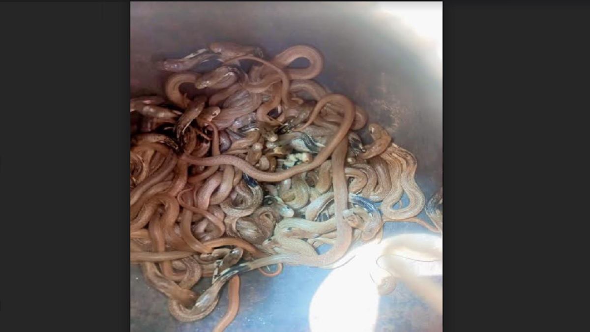 ফরিদপুরে বসতঘরে পাওয়া গেলো ২২ গোখরা