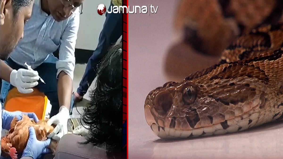 রাসেল ভাইপারের অ্যান্টিভেনম তৈরি হচ্ছে চট্টগ্রামে